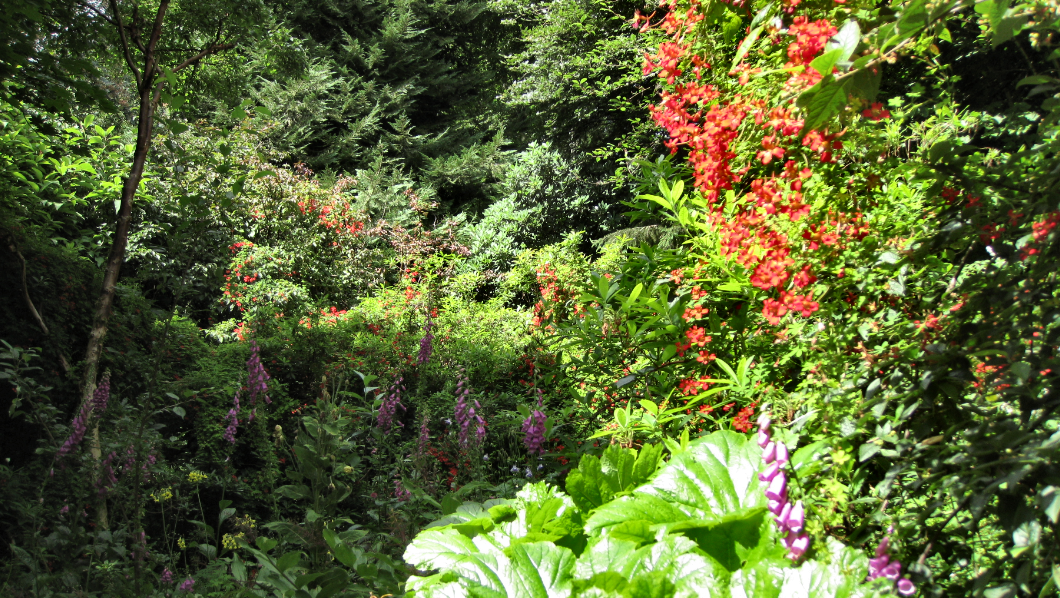 things to brighten up our days Cluny House Gardens