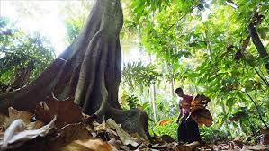 Pengelolaan Hutan Lindung dengan Partisipasi Masyarakat Pengelolaan Hutan Lindung dengan Partisipasi Masyarakat
