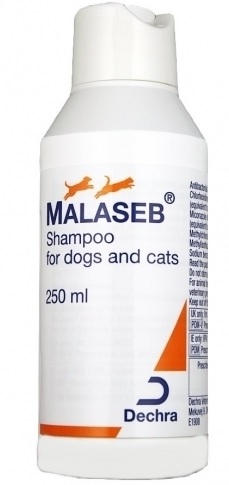 malassezien dermatitis krallenbettentzundung