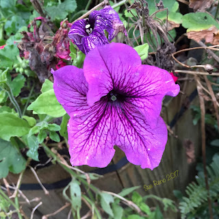 Purple petunia_Sue Reno