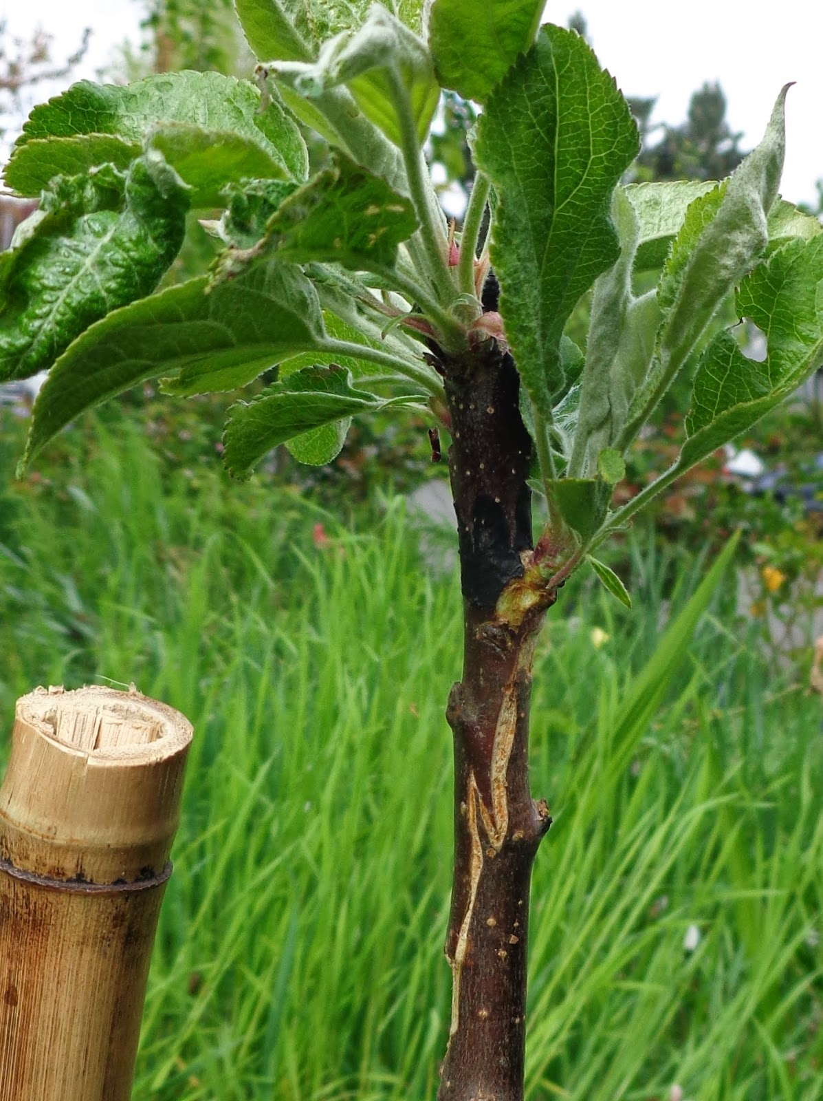 Bud Grafting Apple Trees