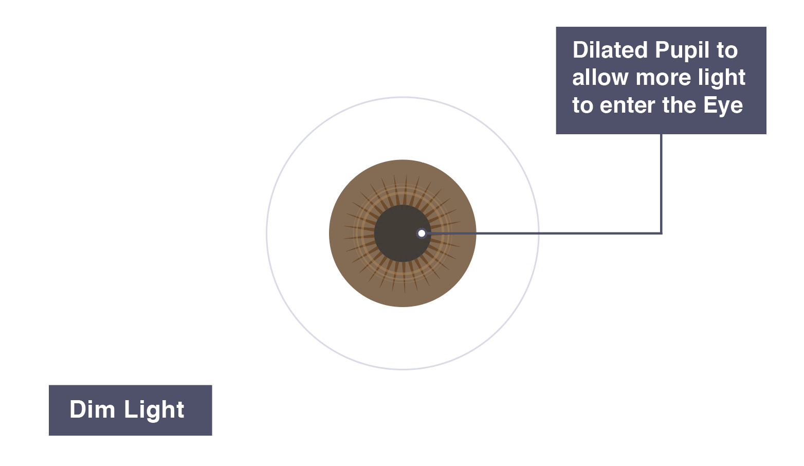 IGCSE Biology 2017 2.92 Understand the Function of the Eye in Focusing Near and Distant