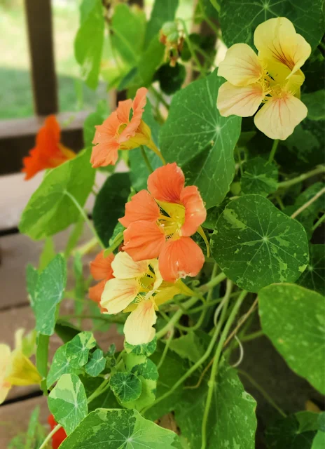 nasturtium growing in planter