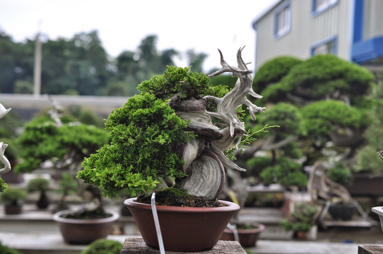 All in One Bonsai and Ceramics Bonsai Nurseries in Taiwan