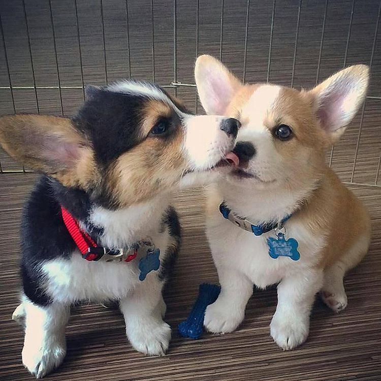 View 7 Cute Puppies Images For Whatsapp Dp Download imagewindinterest