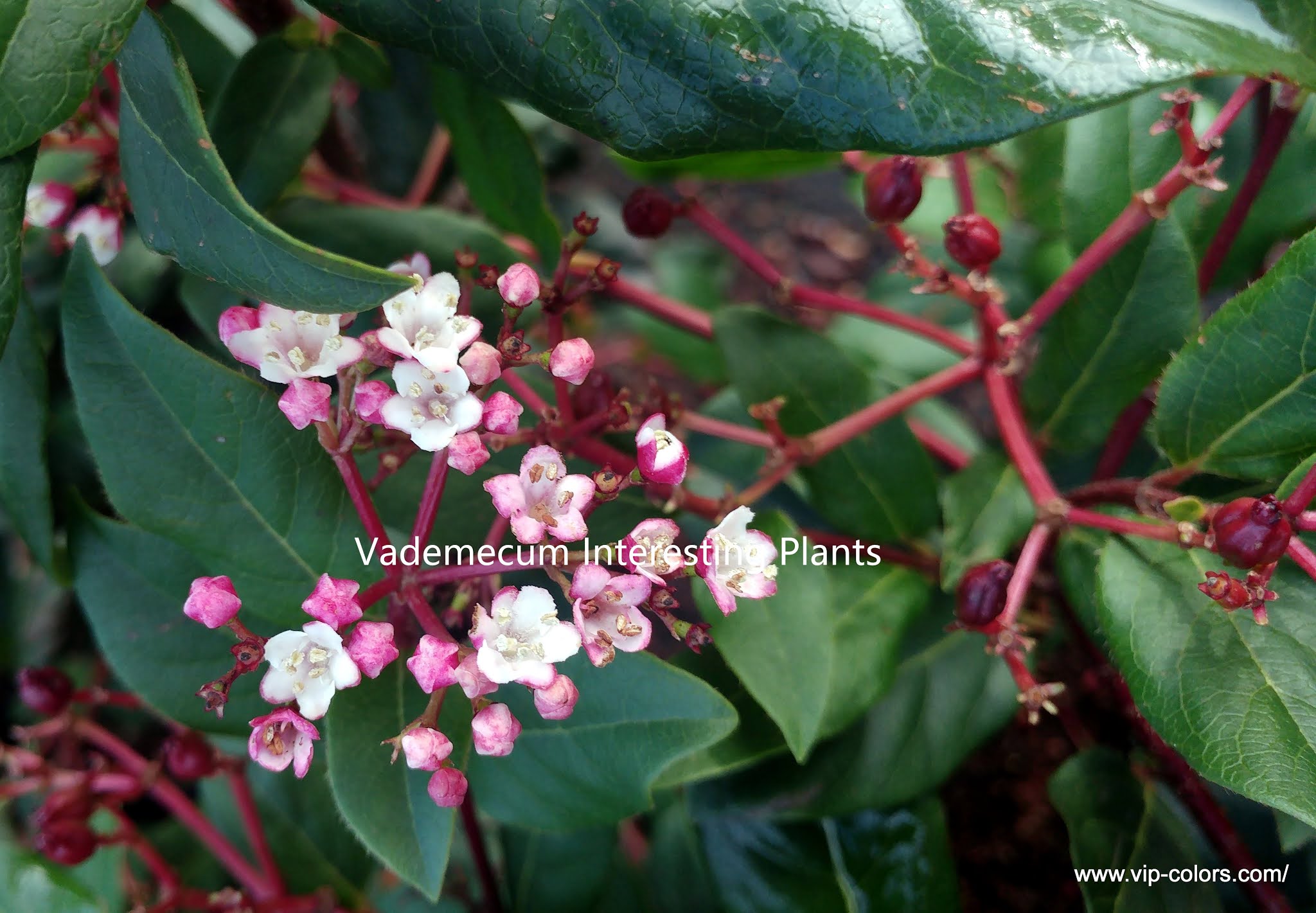 Vademecum Interesting Plants Viburnum tinus Kalina wawrzynowata