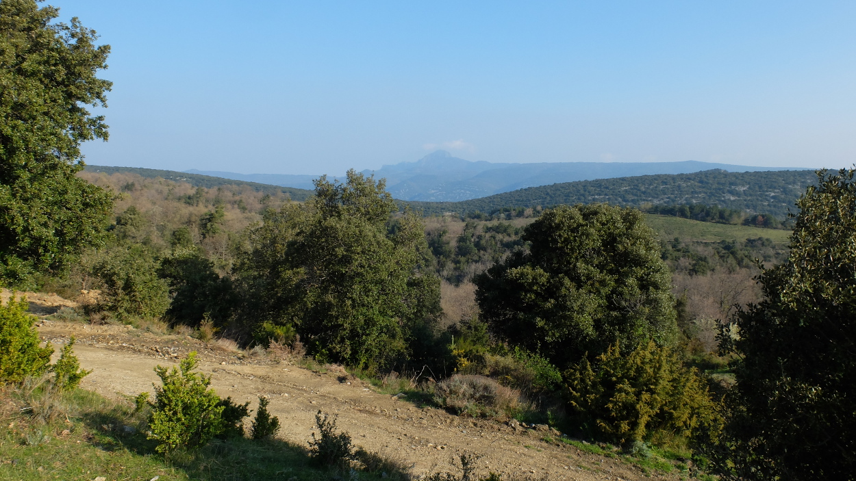 lesdanjean Forêt de Boucheville 6 avril 2017