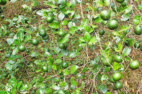 close up, mikan fruits, みかん