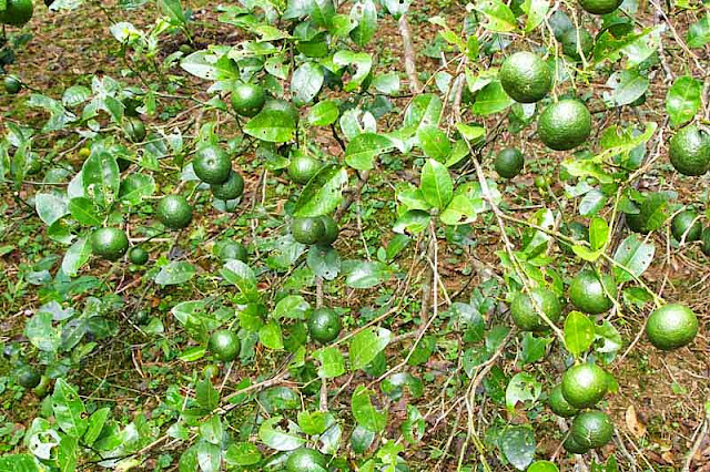 close up, mikan fruits, みかん