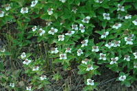 Patch of several very short bunchberry plants with white flowers.