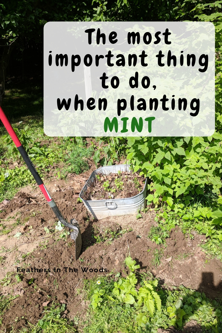 Why you need to grow mint in a planter Feathers in the woods