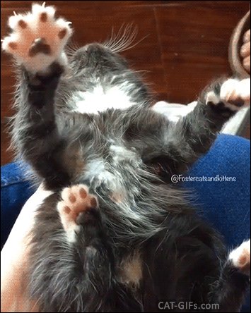 Funny Kitten GIF • Air Biscuits. Cute and crazy kitty lying on his back kneading the air with his big paws. Funny Kitten GIF • Air Biscuits. Cute and crazy kitty lying on his back kneading the air with his big paws.