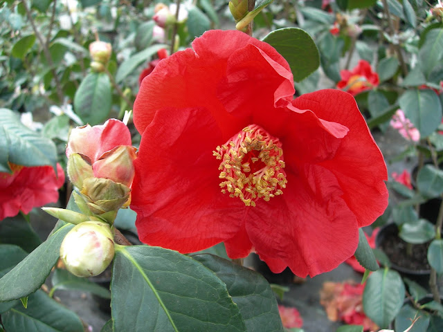 Camellia%2BRed%2BCrystal.jpg