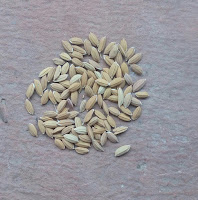 rice seed treatment