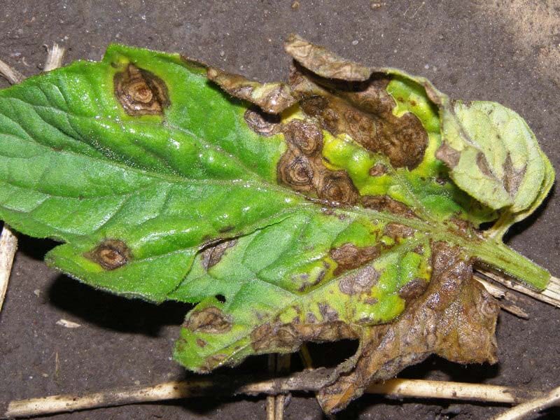 Early Blight & Late Blight Different Symptoms and causes
