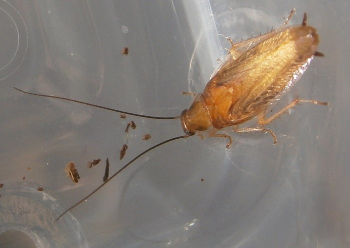 Hisserdude's Roaches C.texensis%25237