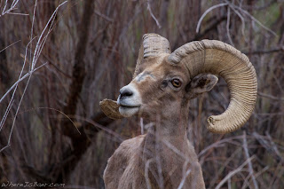 big horn sheep grand canyon of the colorado close up of head