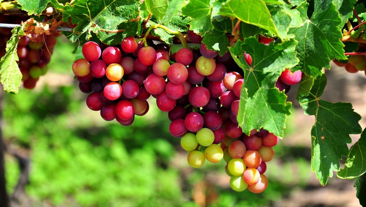 nho-phan-rang-dac-san-ninh-thuan nho-phan-rang-dac-san-ninh-thuan