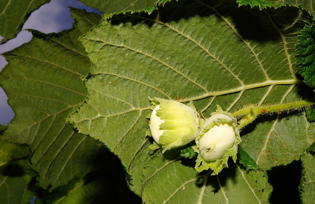Pohon Kemiri Dan Ulasan Lengkapnya Flora Dirgantara