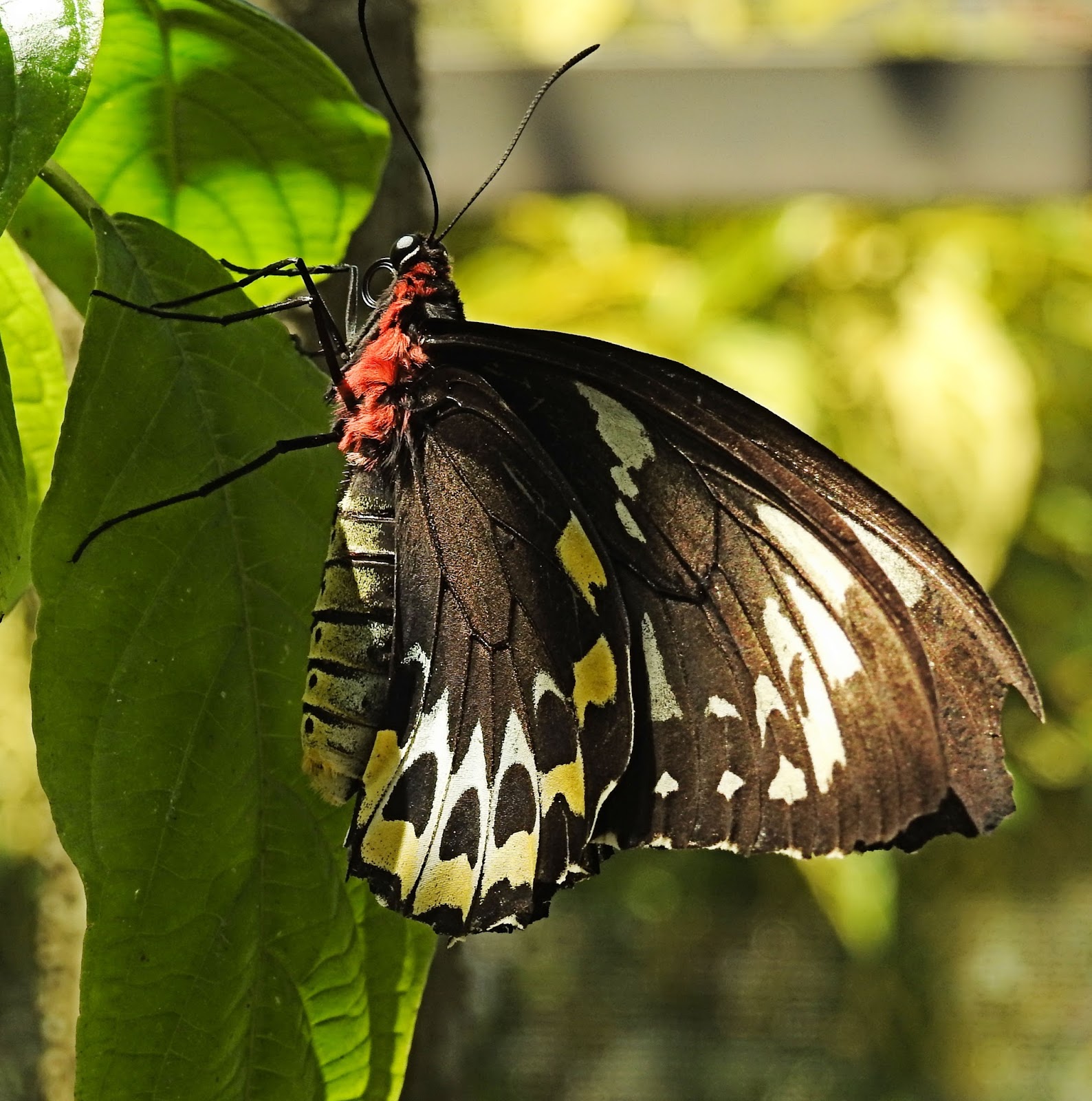 BIRDWALKERMONDAY: 19-3-2017 MIAMI, FLORIDA - EASTERN GIANT SWALLOWTAIL