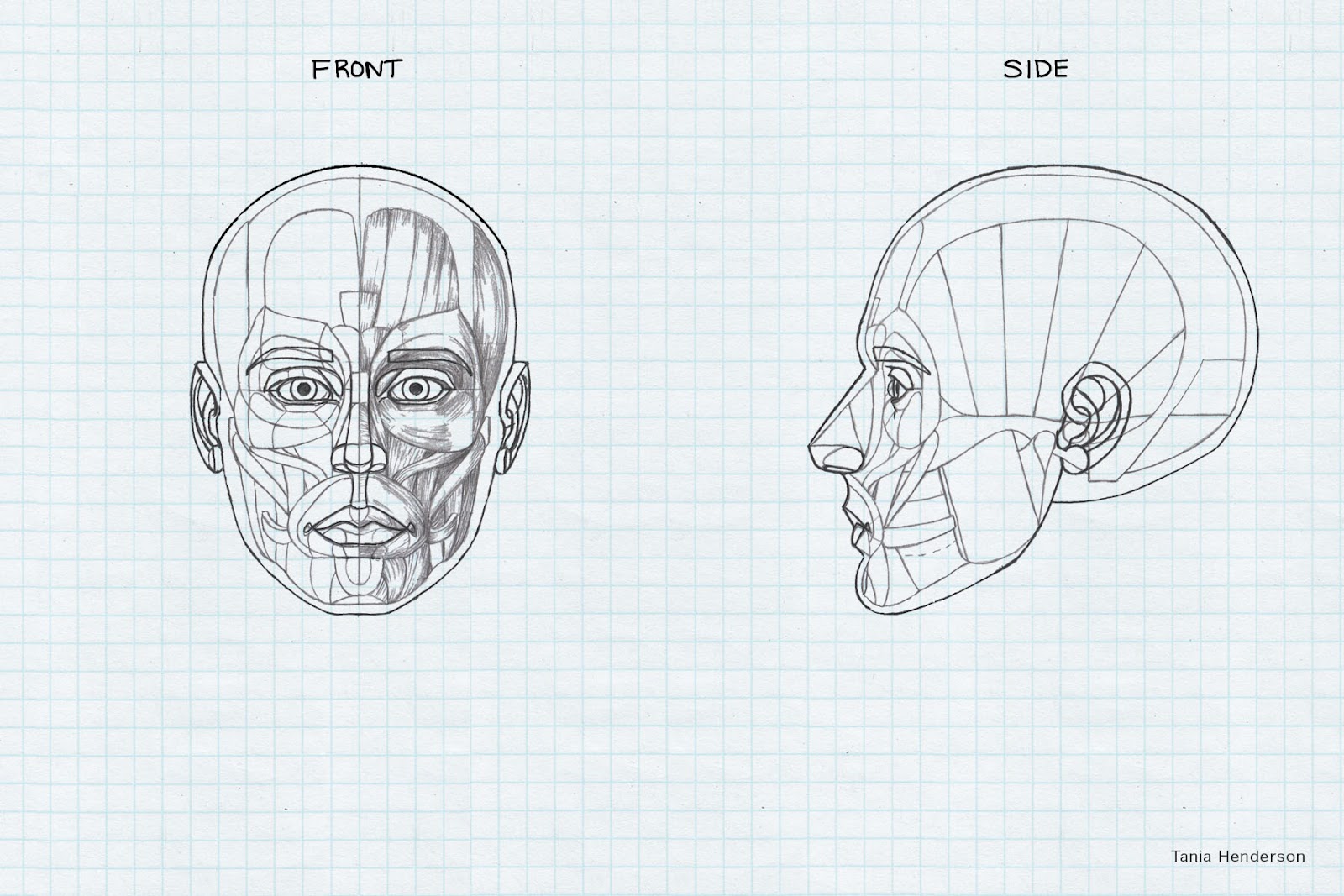 Строю какое лицо. Схема построения лица. Построение лица. Анатомия лица рисунок.