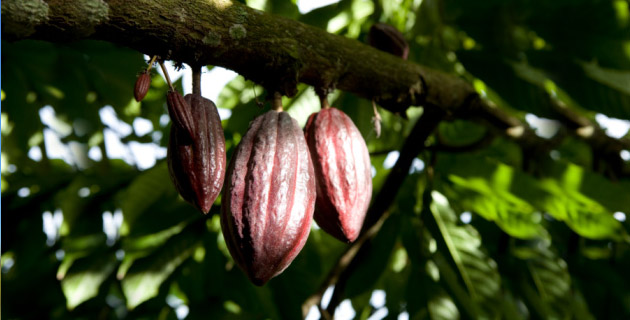 Peruvian gastronomy