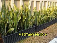 Sansevieria trifasciata