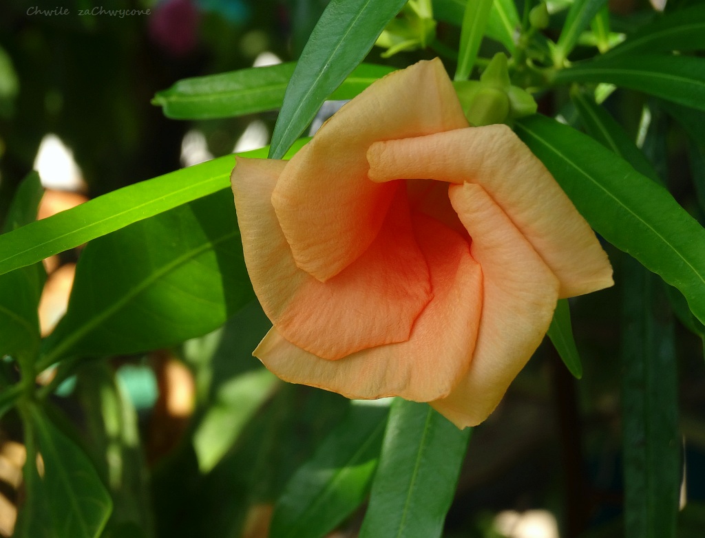 Thevetia peruviana aurantiaca
