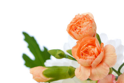 Claveles color salmón - Flores - Carnation Flowers