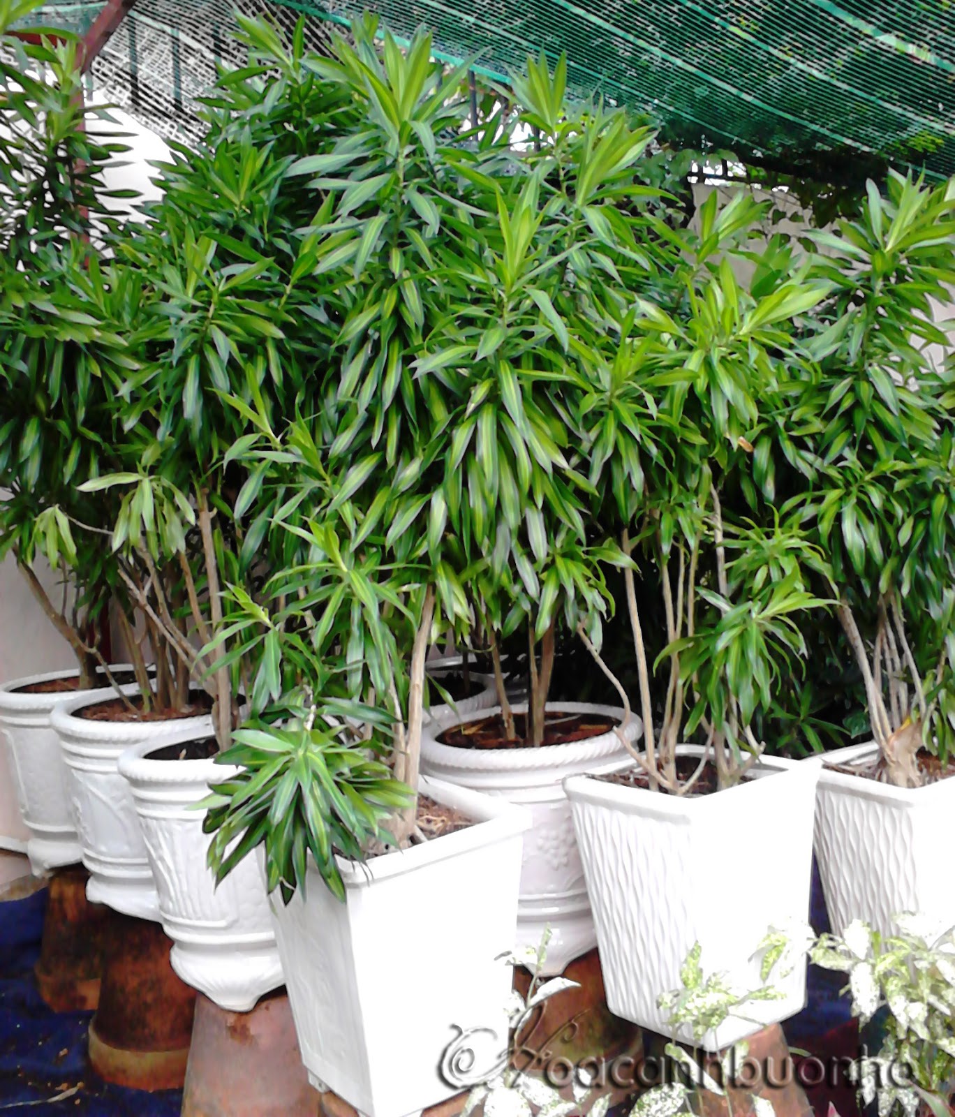 Trúc Bách Hợp - Loài cây mang ý nghĩa phong thủy và vẻ đẹp tự nhiên trong trang trí nội thất
