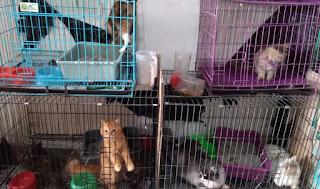 jasa tempat penitipan Contoh Usaha Rumahan Untuk Ibu Rumah Tangga