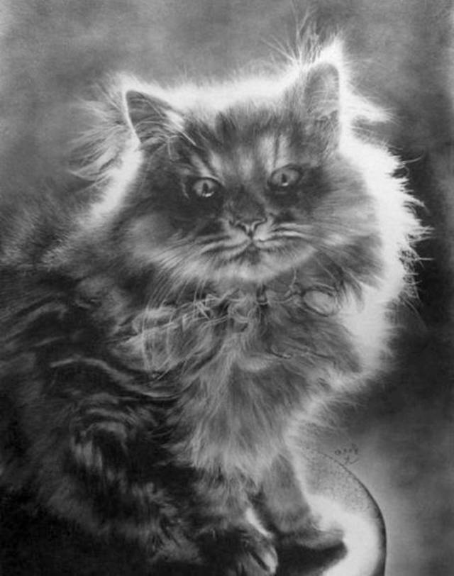 IAD Pencil Drawing of Cute Cats
