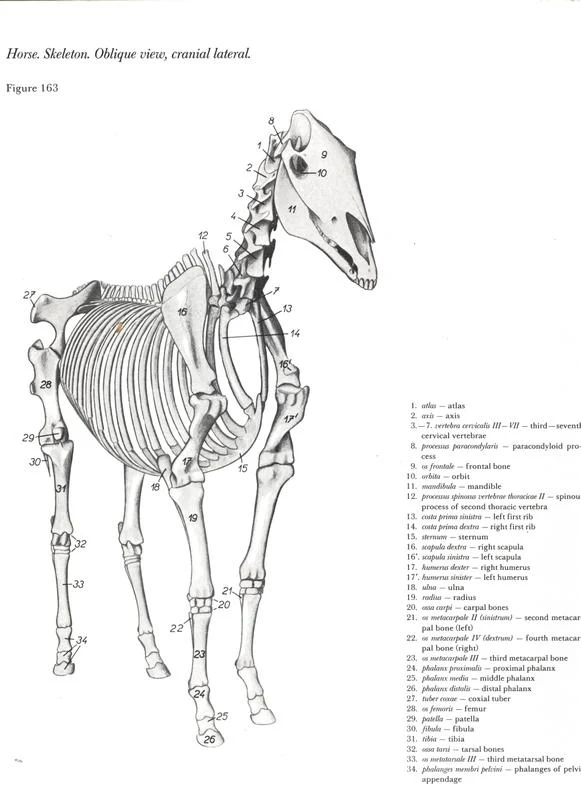 anatomia-cabeca-pescoco-neck-head-horse-cavalo-equino-esqueleto-anatomia