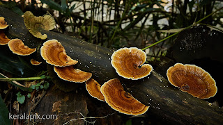 Reishi mushrooms on a tree trunk at  Thommankuthu