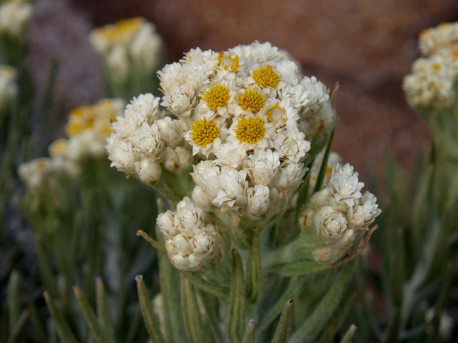 Tersihir Pesona Lembah Kasih Mandalawangi, Gunung ...