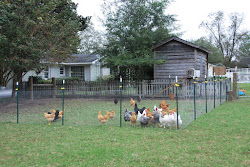chicken evolution coop feet losing chickens definitely sq 1600 ok cut down
