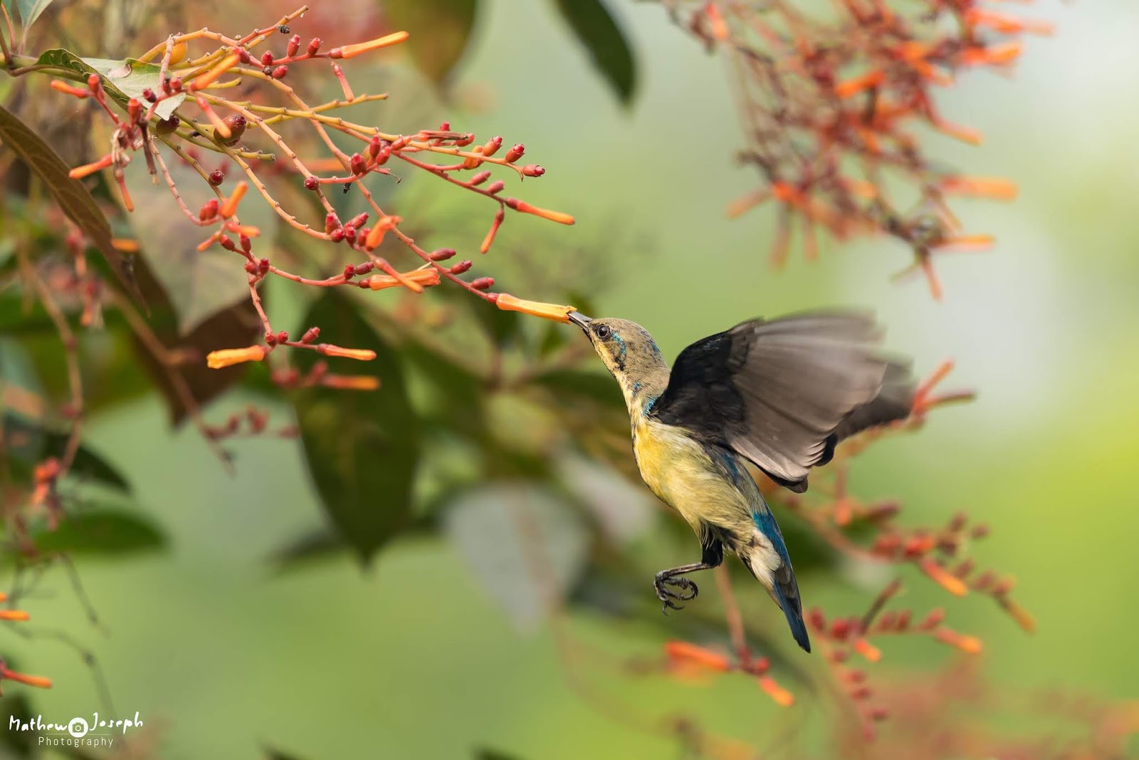 Wild Side of Mathew: Okhla Bird Sanctuary: An Oasis of Peace in Delhi NCR