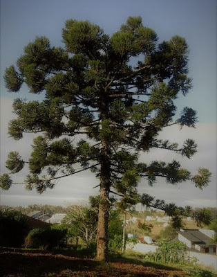 A foto mostra uma araucária ainda jovem, mas já é imponente. Ela se destaca na floresta das araucárias quando ao longe, já se avistam suas frondosas e vigorosas copas verdejantes. Geralmente as mais belas somente são encontradas em algumas reservas de matas protegidas em lei. A foto mostra uma araucária ainda jovem, mas já é imponente.