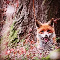 Photos of Ireland: Fox in County Wicklow