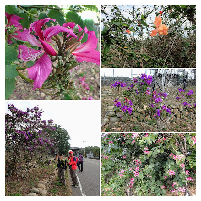 PC020666-COLLAGE.jpg
