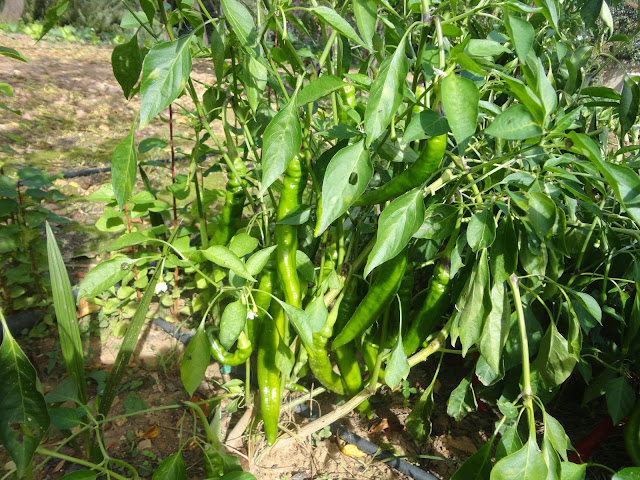 MATAS DE PIMIENTOS DE COLGAR CON LOS PIMIENTOS VERDES