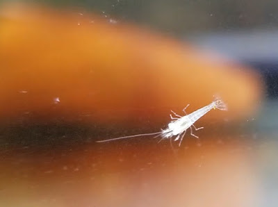 newly hatched red cherry shrimp