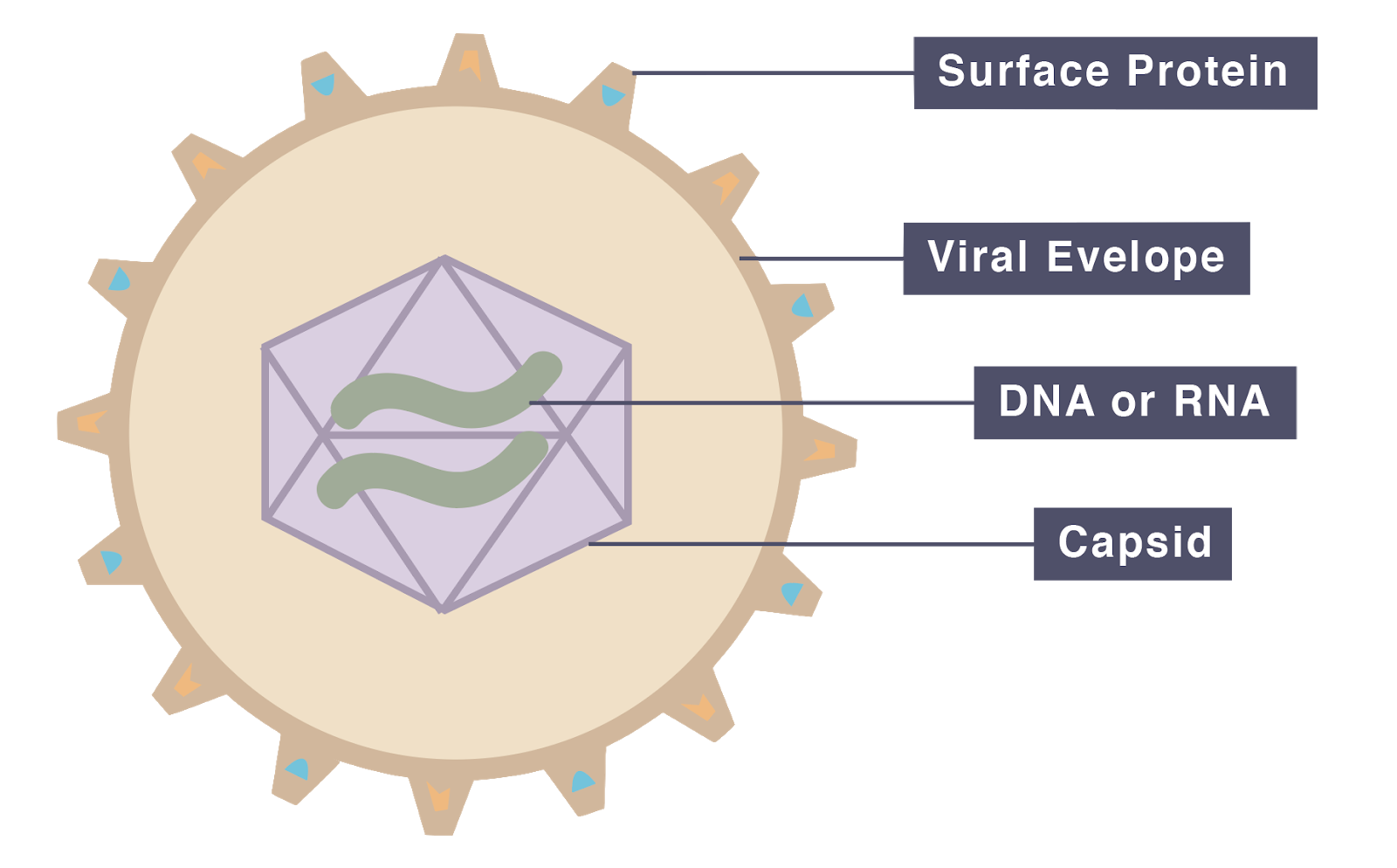 IGCSE Biology 2017 1.4 Understand the Term Pathogen and Know that