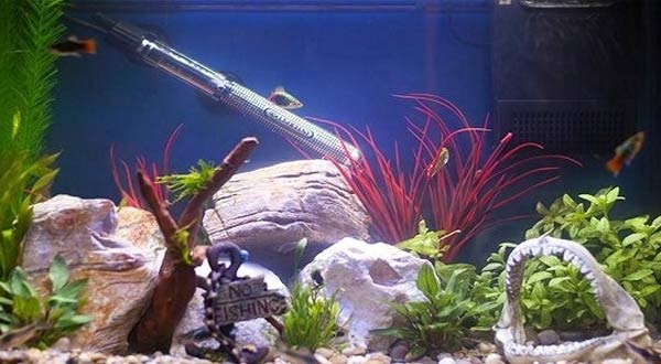 Pasti Awet Ini 8 Rekomendasi Merk Heater Aquarium Terbaik