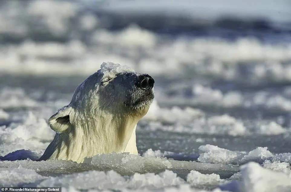 Curious Polar Bear Swims Up Close To Brave Photographer At Alaskan Nature Reserve