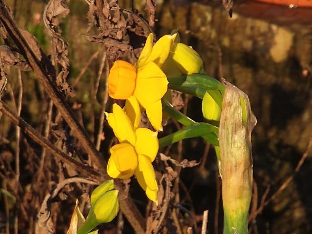 Daffodils in bloom in January