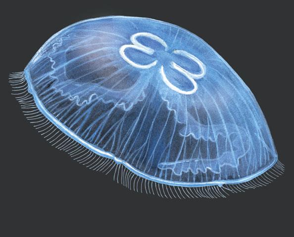 Cnidaria, Hewan Berongga yang Memiliki Sengat Jenisajatitik