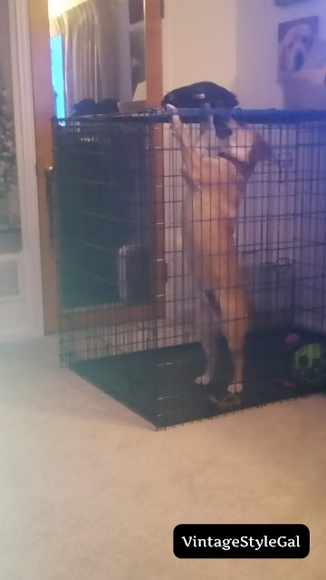 dog walking on two legs inside crate