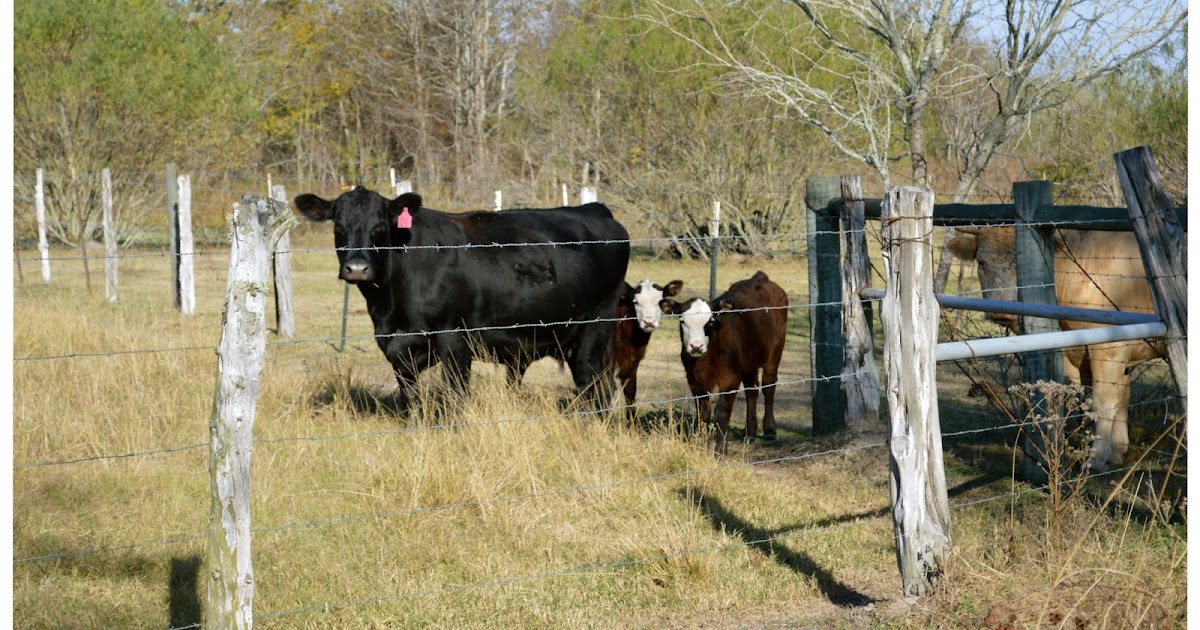 HOw To COW AND HER TWINS