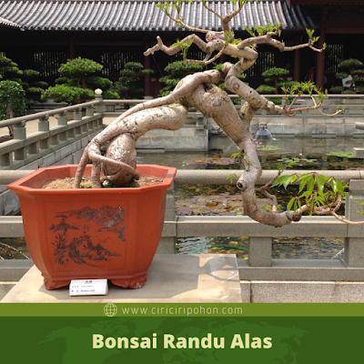 Bonsai Randu Alas